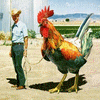 élevage de poulet